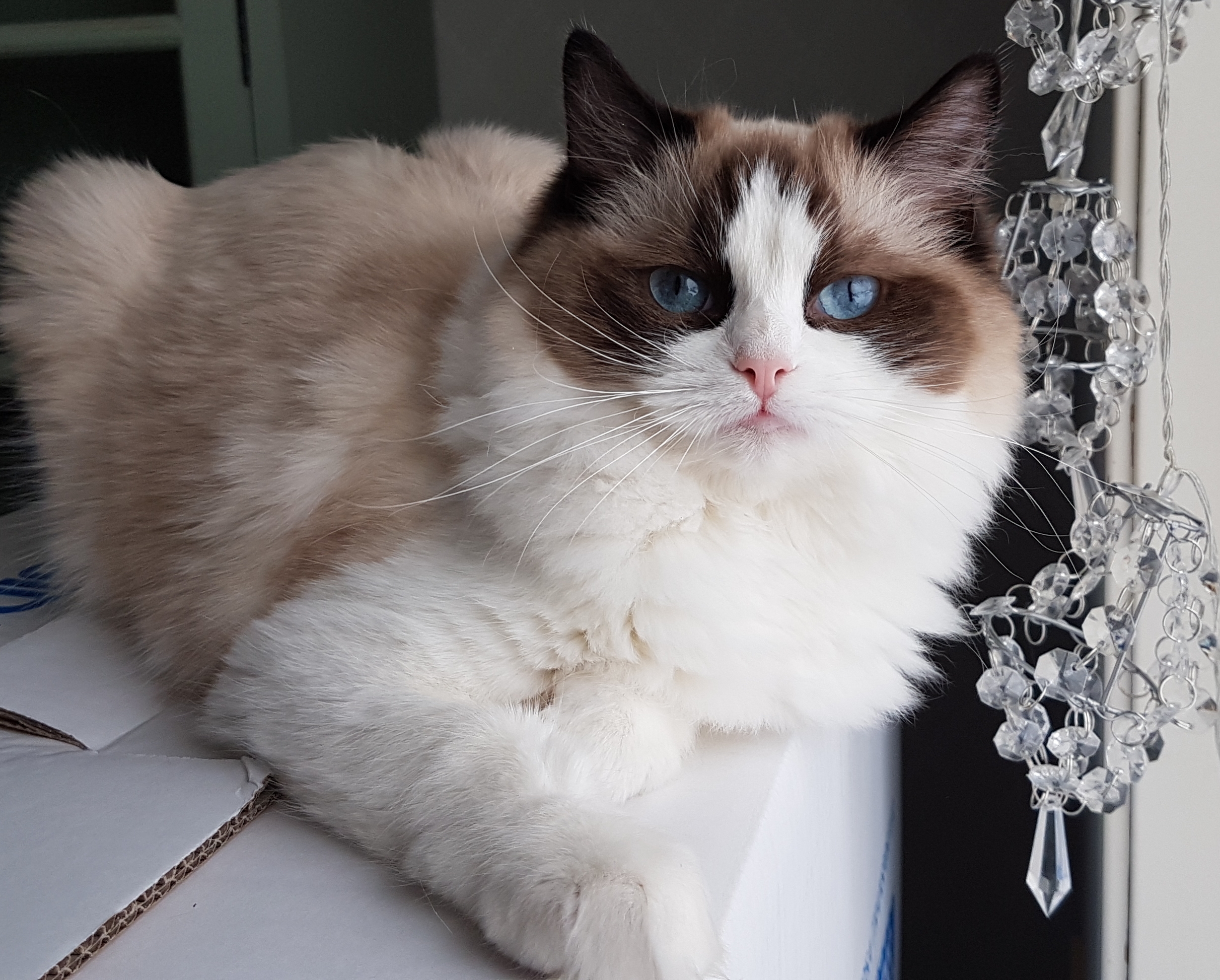Gemma