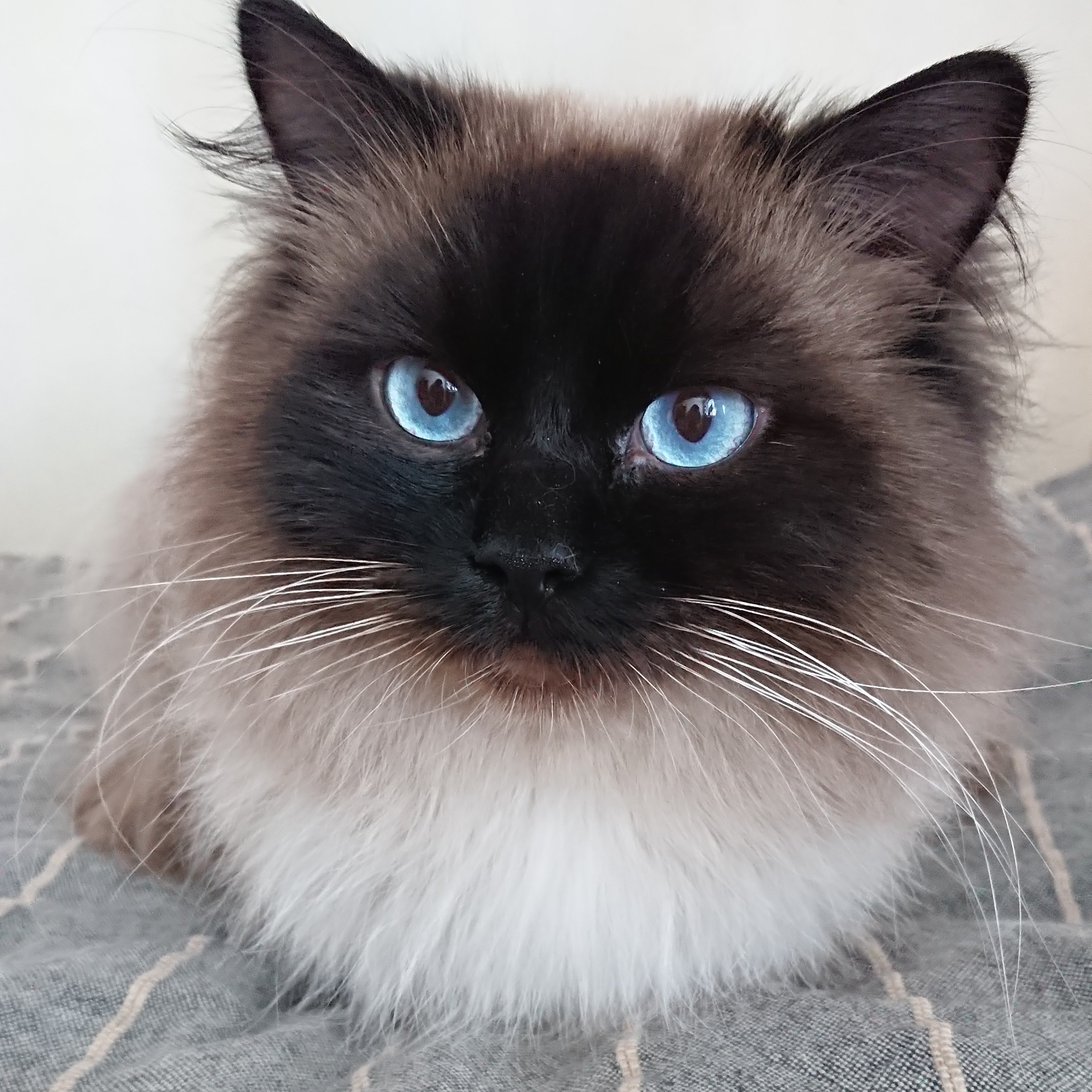 Smokey
