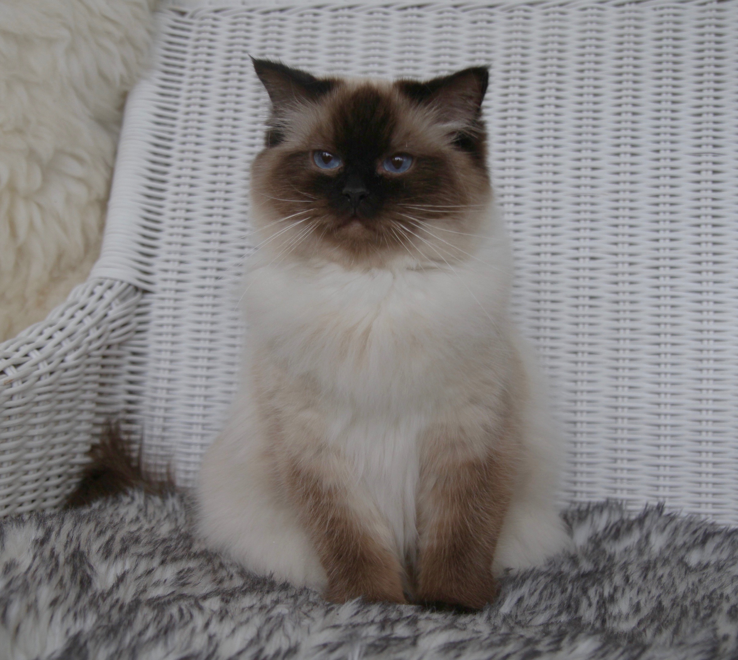 Snoangel