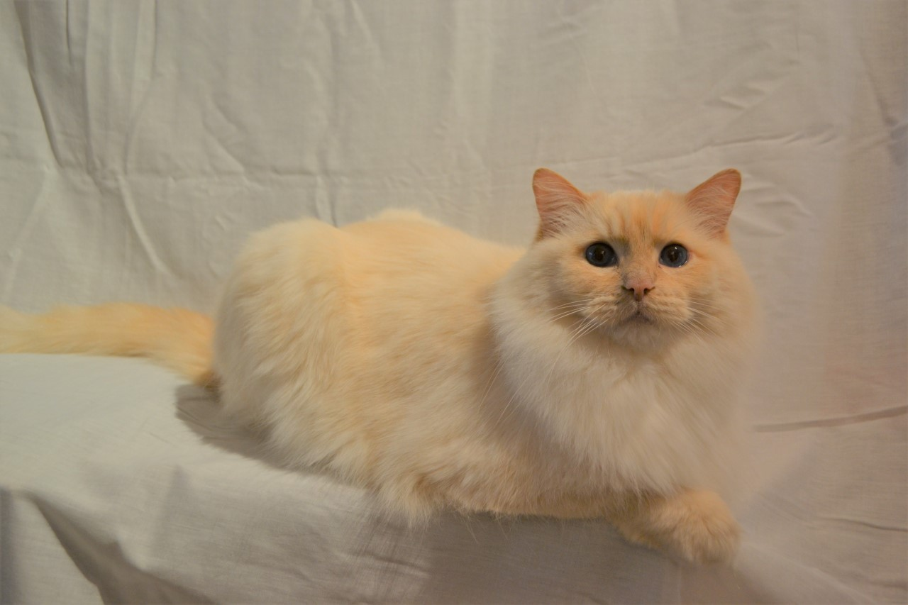 Snowie