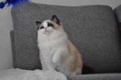 MoAtNaVi