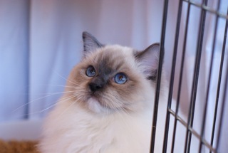 Peanut