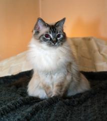 TigerLily