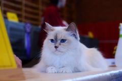 sweetFiona