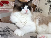 BillyBob