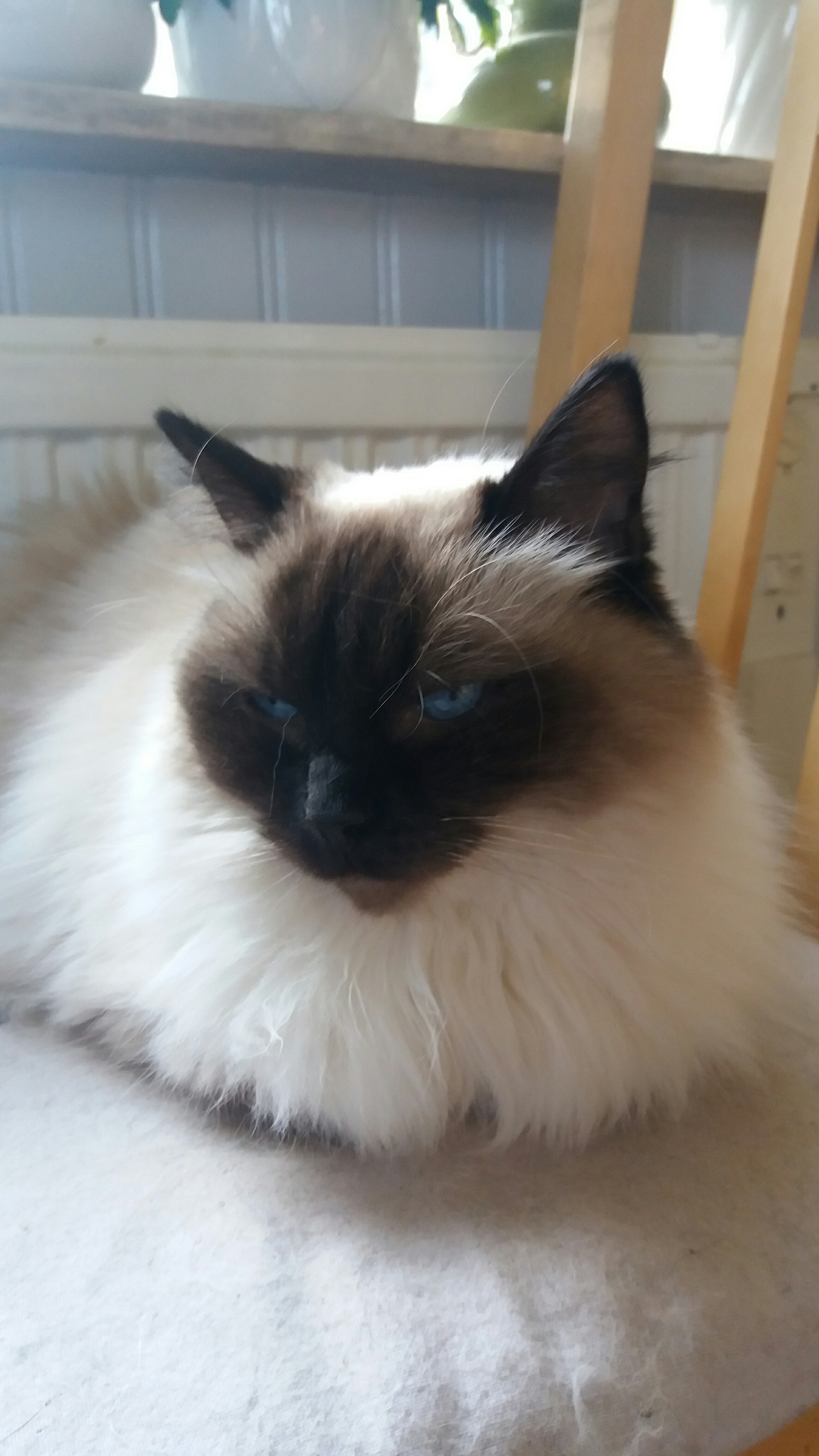 HjalmvidsBeautifulGirk