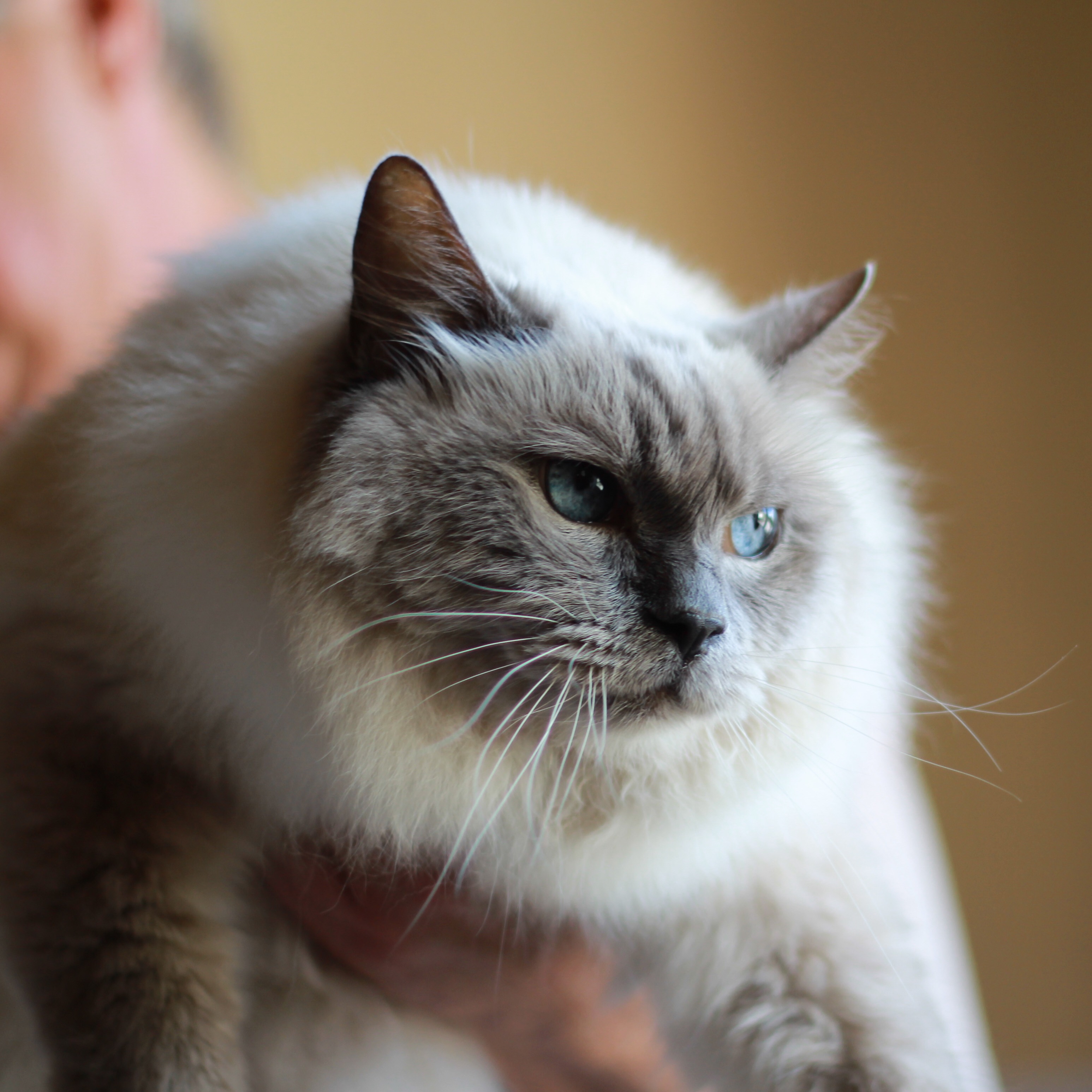 Cutecats Lazio